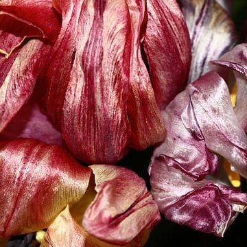 Uitgebloeide tulpen geven een waar kleurenpalet van Anne Ponsen