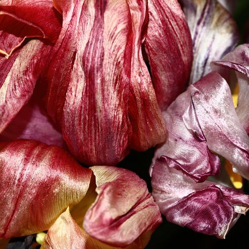 Blühende Tulpen geben eine wahre Farbpalette