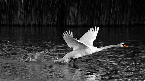 Mute swan (Cygnus olor) taking off from water with selective col