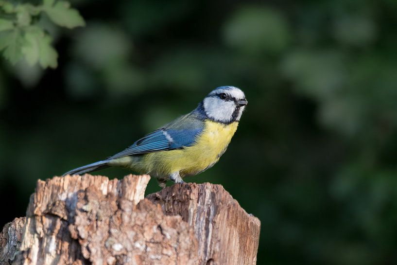 Bluetit by Johan van Veelen