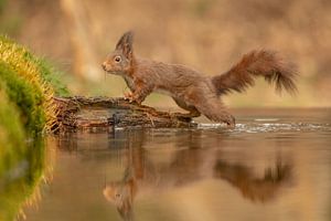 Eichhörnchen klettert aus dem Wasser von Tanja van Beuningen