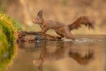Eichhörnchen klettert aus dem Wasser