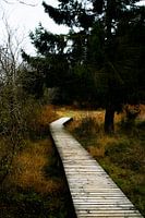 Winding Boardwalk Through Autumn Forest
