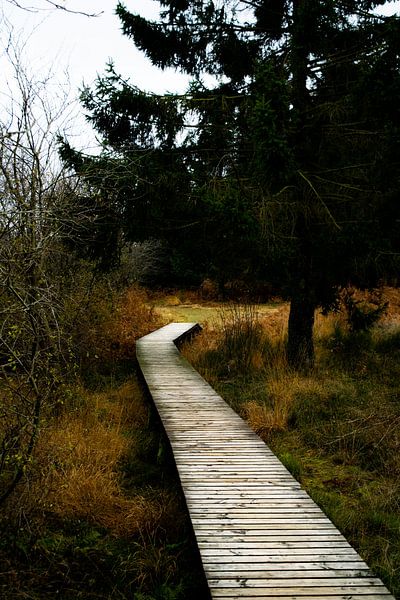 Winding Boardwalk Through Autumn Forest by DiJa Photography