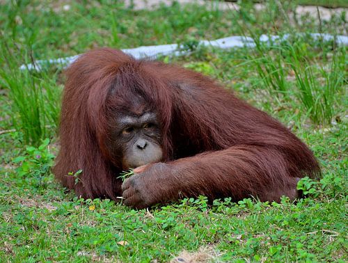 Orang-oetan in Miami Zoo