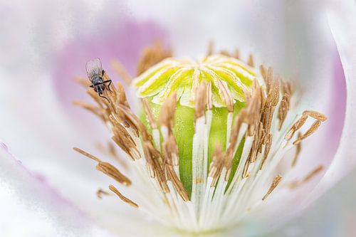 close up papaver