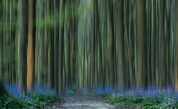 Hallerbos in Halle van Charelle Roeda