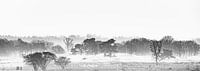 Misty Sunday