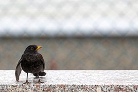 Merel met neerhangende vleugel van Hans-Jürgen Janda