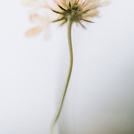 Dromerige bloem witte achtergrond van Lana Goris