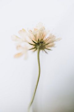 Dromerige bloem witte achtergrond van Lana Goris