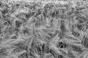 Grain by Jo Beerens