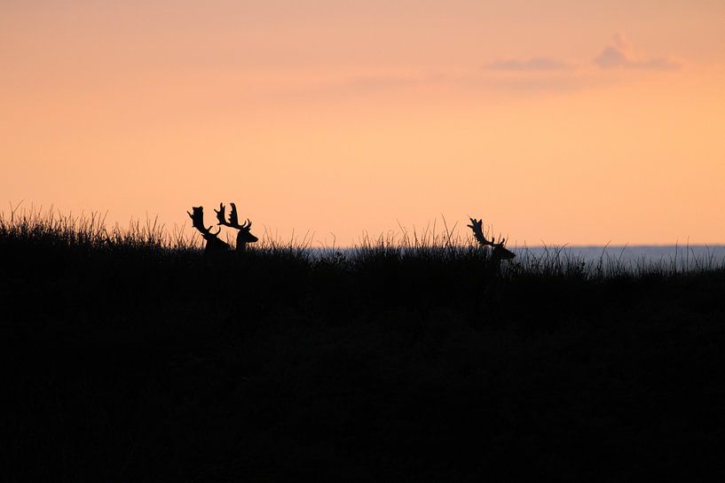 Herten bij zonsondergang van Anne Zwagers