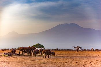 some Elephants