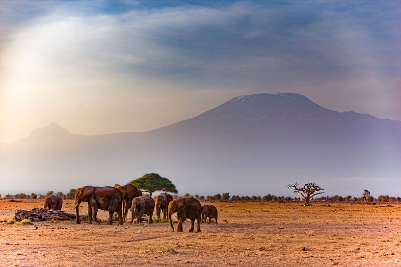 Elefantenherde von Peter Michel