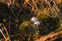 Pilze
