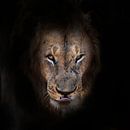 lion by luc Utens thumbnail
