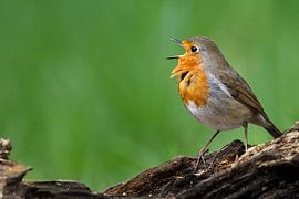Aus voller Kehle singen... von AudFocus - Audrey van der Hoorn