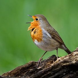 Zingen uit volle (Rood-)borst... van AudFocus - Audrey van der Hoorn