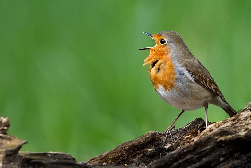 Chanter à pleins poumons... par AudFocus - Audrey van der Hoorn
