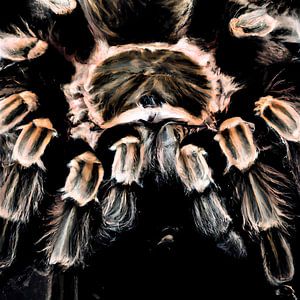 Close up van een tarantula spin  low key illustratie van Maud De Vries