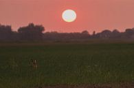 een haas onder de zonsondergang von Rubin Versigny Miniaturansicht
