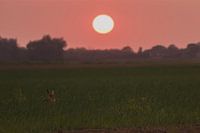 een haas onder de zonsondergang