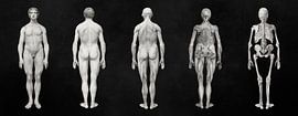 From Skin to Bone von Marja van den Hurk