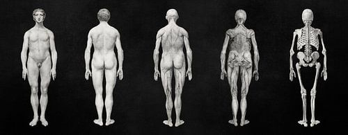 From Skin to Bone by Marja van den Hurk