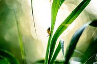 Slak in ochtendlicht