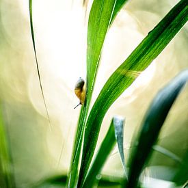 Slak in ochtendlicht sur A. Goudswaard