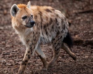 Hyena van dichtbij van Patrick van Bakkum