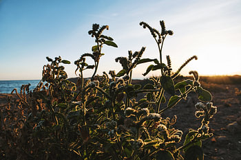 Solstice d'été européen au lever du soleil
