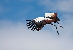 Kraanvogel van Guido Akster