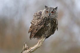Portrait d'un hibou grand-duc européen sur Ronald Pol