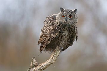 Europese Oehoe (Bubo bubo) van Ronald Pol