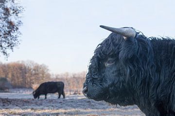 Kop van zwarte stier schotse hooglander met koe buiten van Ben Schonewille