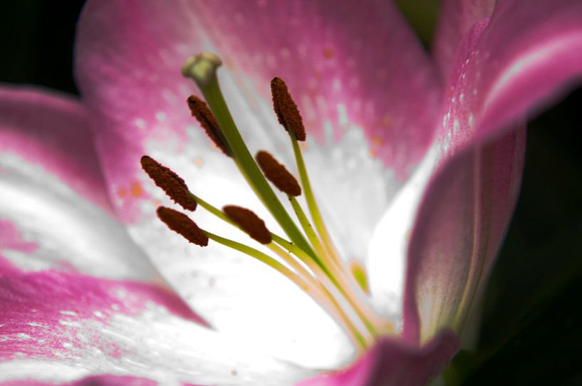 Bloem van Niels Hoogenbosch