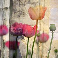 Poppy