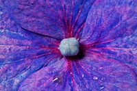 Flowerart hortensia