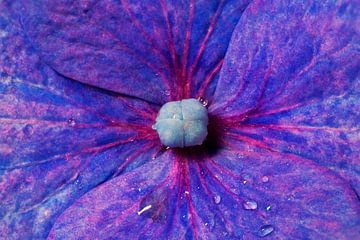 Flowerart hortensia van Danny Hummel