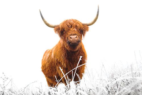 Highlander écossais