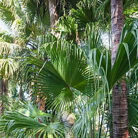 Exotische planten in tuin van Helga Kuiper