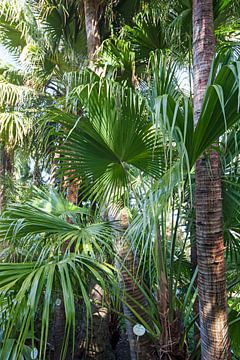 Exotische planten in tuin van Helga Kuiper