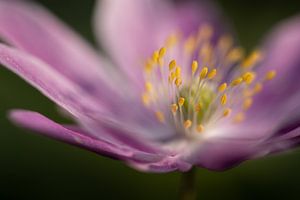 Paarse bosanemoon close-up, foto 6 van Caroline van der Vecht