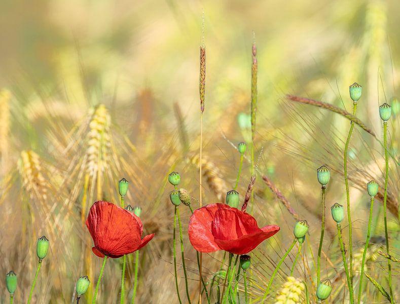Des coquelicots rouges dans un champ de blé par ManfredFotos