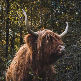 Prachtige, imposante Schotse Hooglander van Rianne van Baarsen