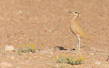 Oiseau de course dans le désert sur Lennart Verheuvel