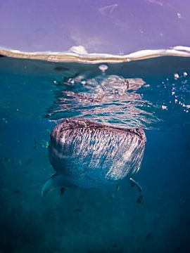 Walvishaai in het blauwe water van thomas van puymbroeck