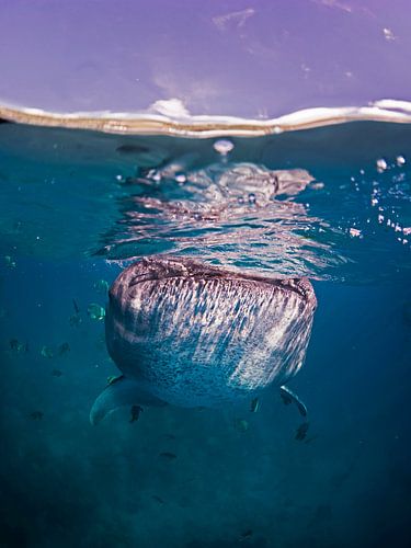 Whale shark in the blue water